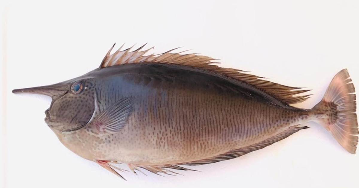 رصد نوع جديد من الأسماك في المياه العمانية